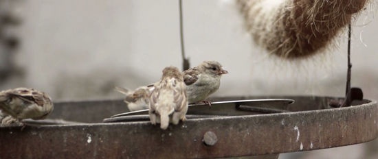 Winterzorgen voor tuinders