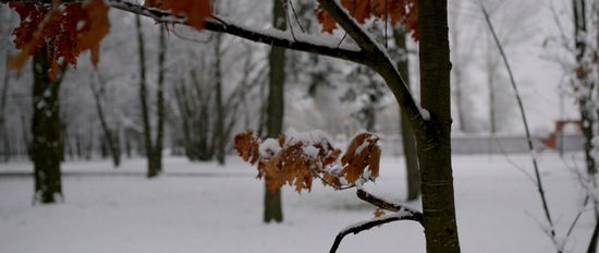 Winter worries for gardeners