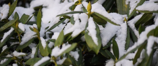 Preocupaciones invernales para los jardineros