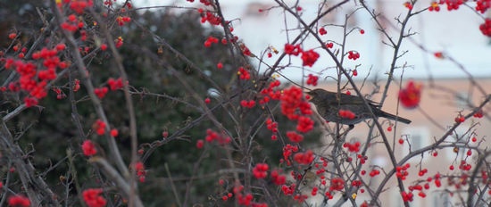 Preocupaciones invernales para los jardineros