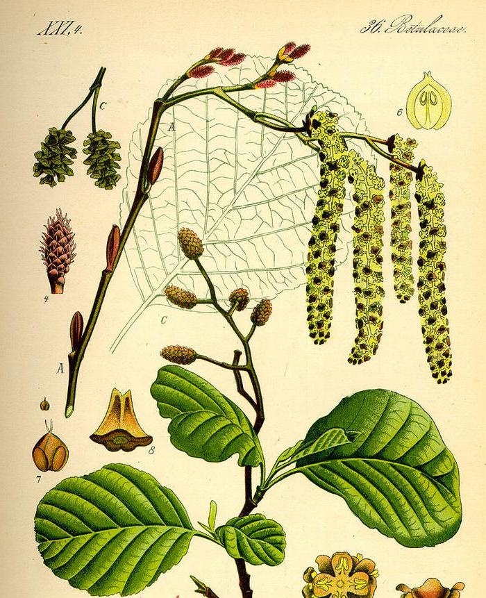 Alder