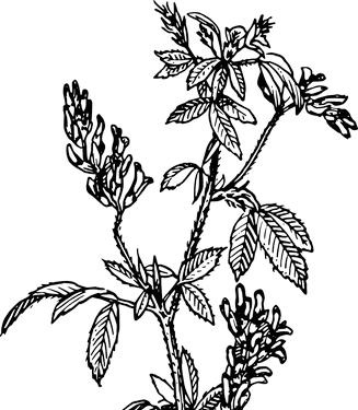 Erba medica