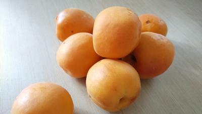 Apricot