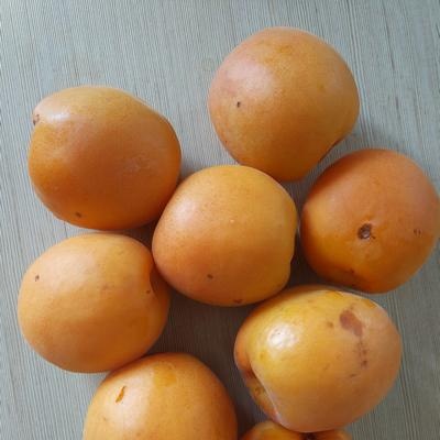 Apricot