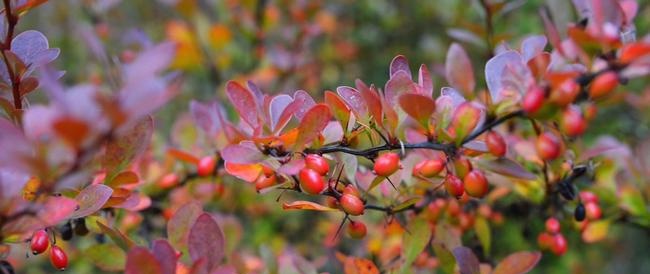 Berberis