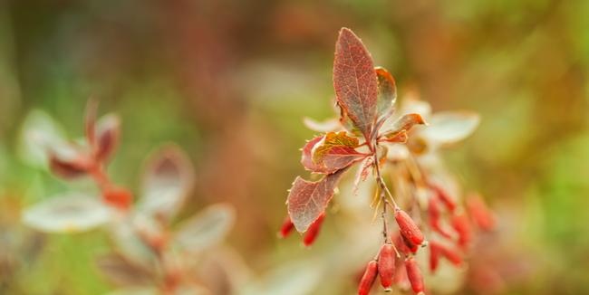 Barberry