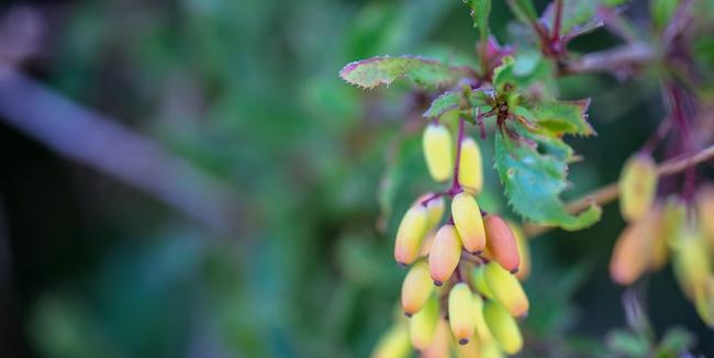 Berberis