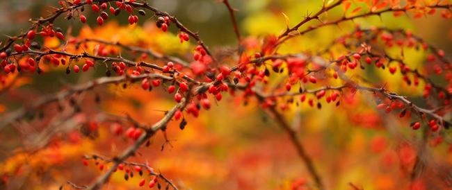 Berberis