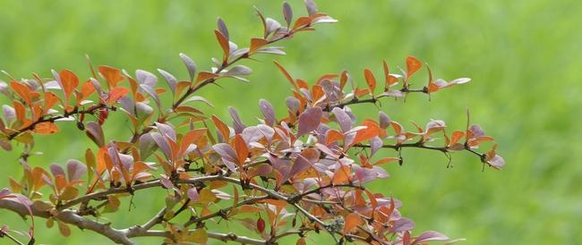 Berberis