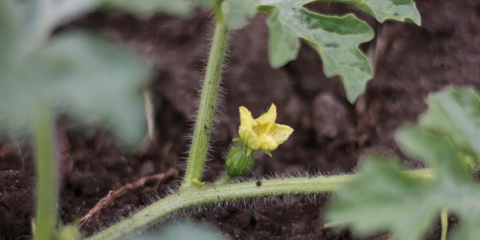 Wat de groei van planten stimuleert