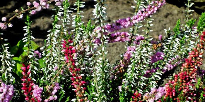 Wat de groei van planten stimuleert