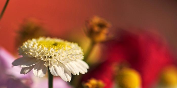 Wat de groei van planten stimuleert