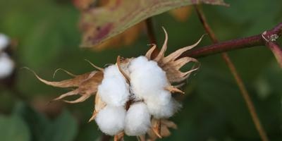 Cotton