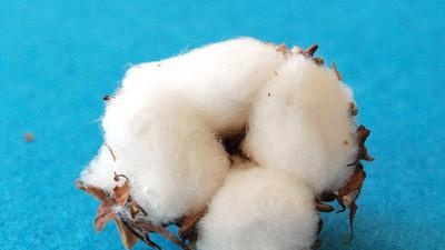 Cotton