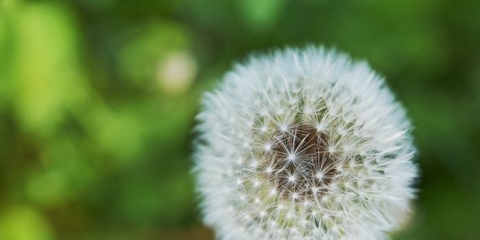 Dandelion Secrets