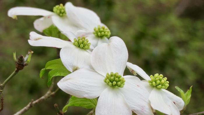 Dogwood