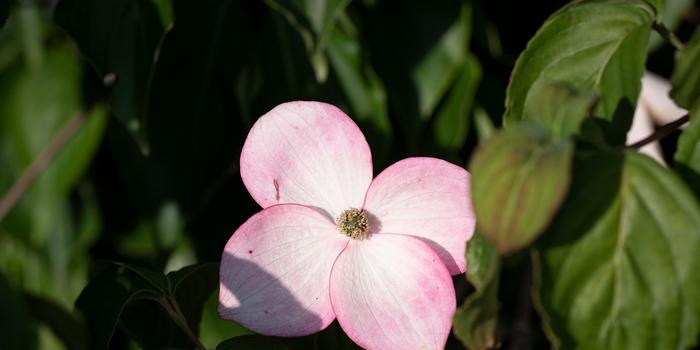 Dogwood