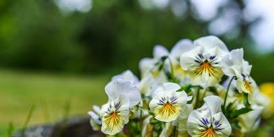 Pansies o violette di Wittrock