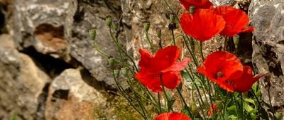 Poppies