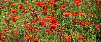 Poppies