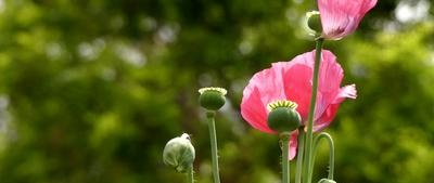 Poppies