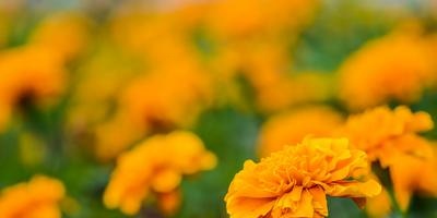 Marigold