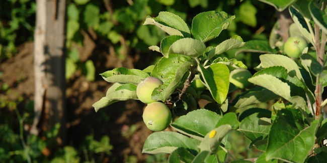 Soil cultivation