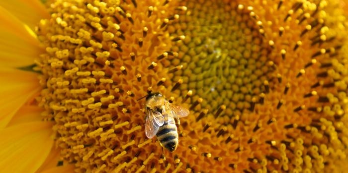 Apiary organization