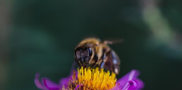 Apiary organization