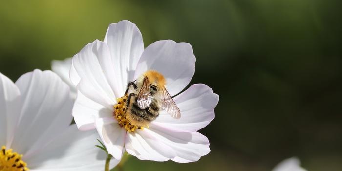 Apiary organization