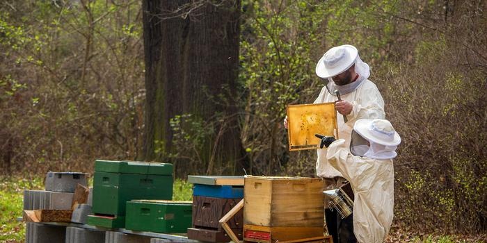 Apiary organization