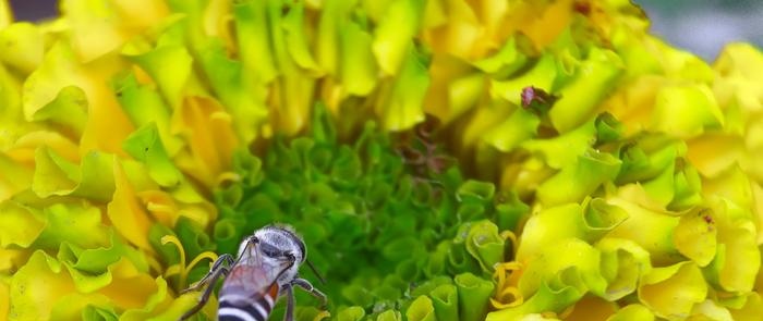 Apiary organization