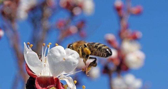 Apiary organization