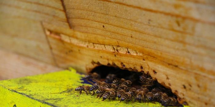 Apiary organization