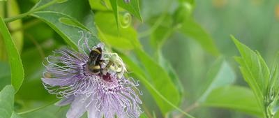 Fiore della passione