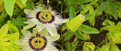 Passionflower