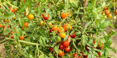 Un pomodoro