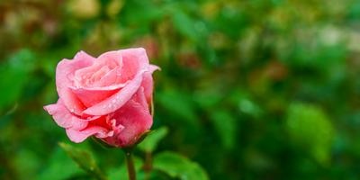 Bambini che parlano di rose in crescita e non ti scordar di me