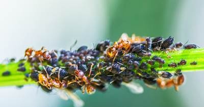 Ongedierte van kamer- en tuinplanten