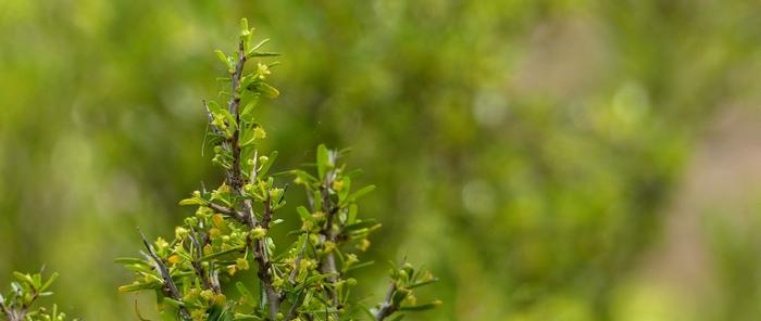 ทะเล buckthorn