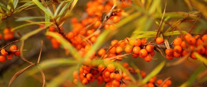 Sea buckthorn