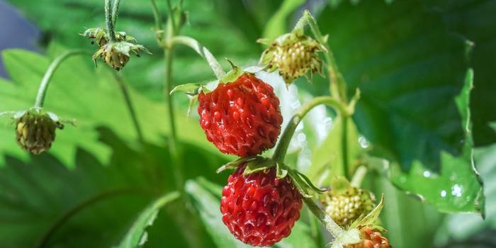 Wild strawberry