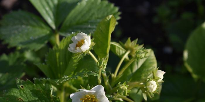 Wild strawberry