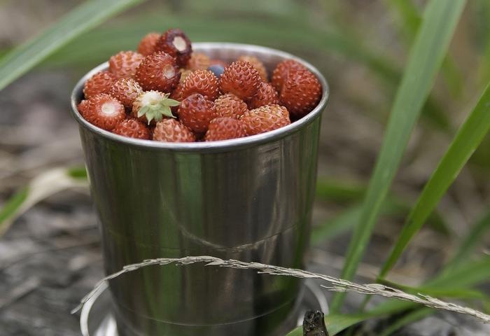 Wild strawberry