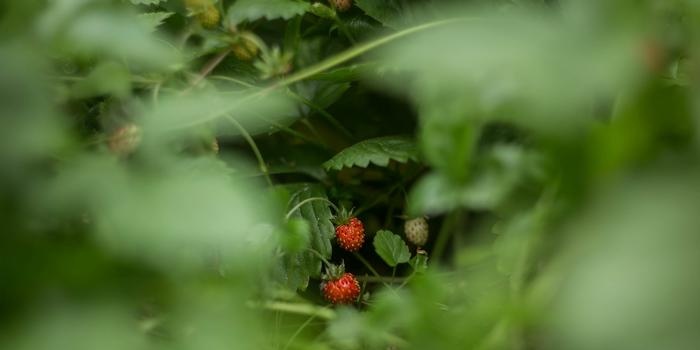 Wild strawberry