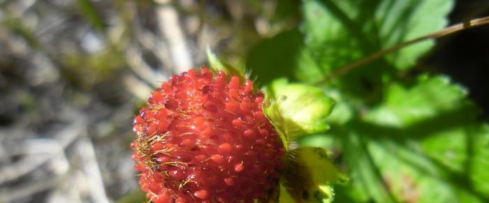 Wild strawberry