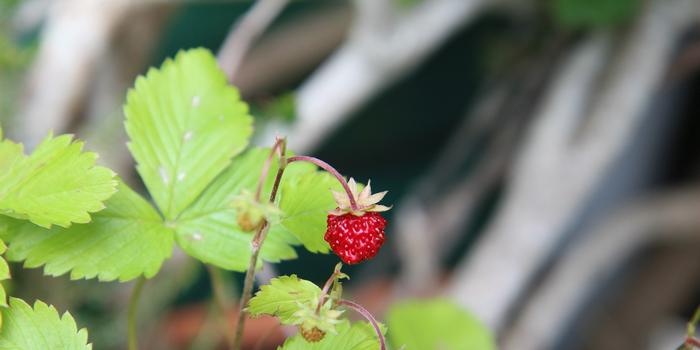 Wilde aardbei