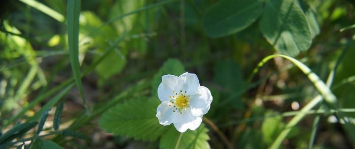 Wild strawberry