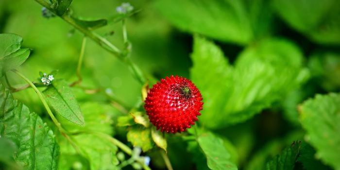 Wild strawberry