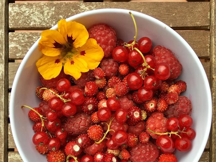 Wild strawberry